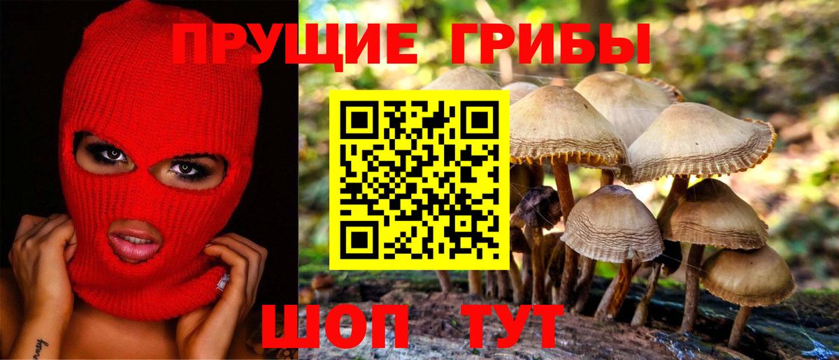 Псилоцибиновые грибы Psilocybe Армавир